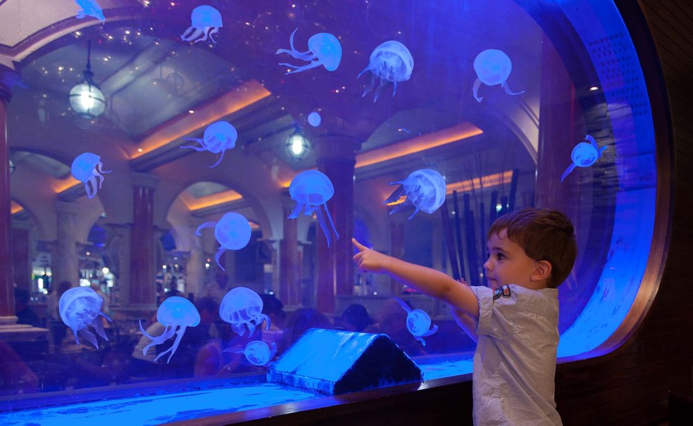 Fish Tank Trafford Centre-1 web.jpg